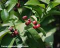 gin berry ، Motar tree ، Toothbrush Plant